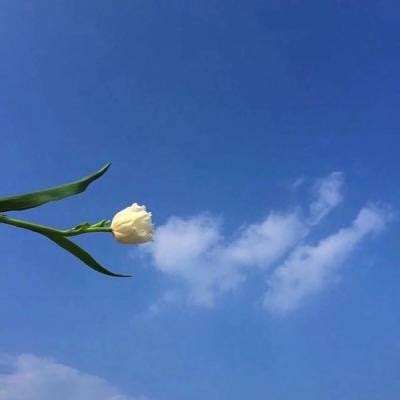 幸存者危城国际版下载