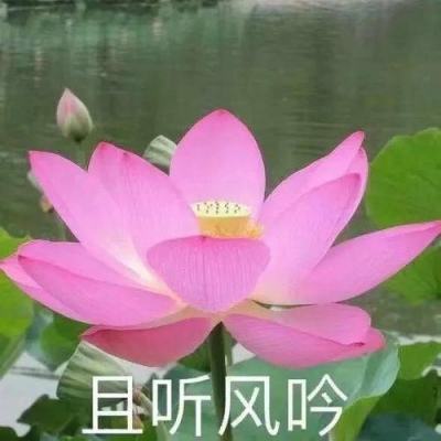 天线宝宝躲猫猫游戏下载
